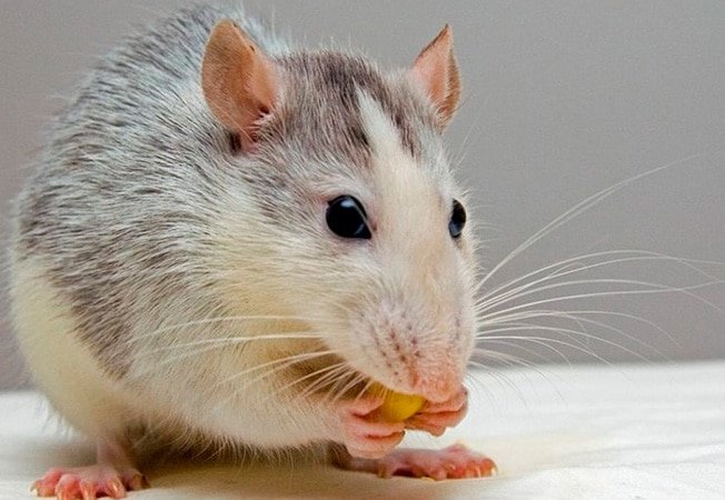 Cómo detectar una plaga de ratas