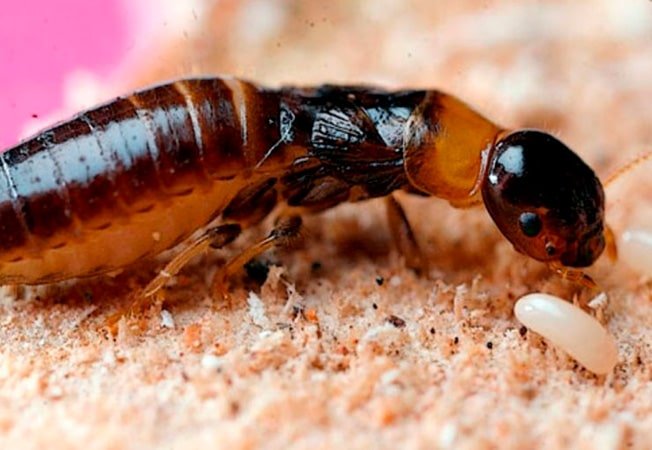 Cómo eliminar las termitas en casa