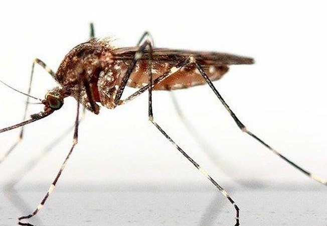 Enfermedades infecciosas que transmiten los mosquitos