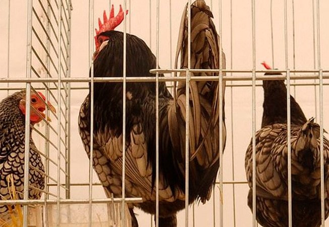 Plagas en instalaciones avícolas